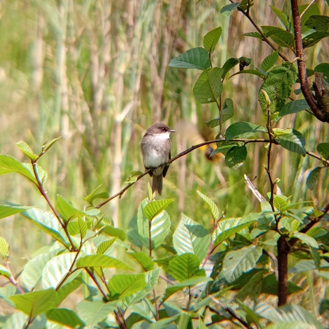 Swamp Flycatcher - ML647072868