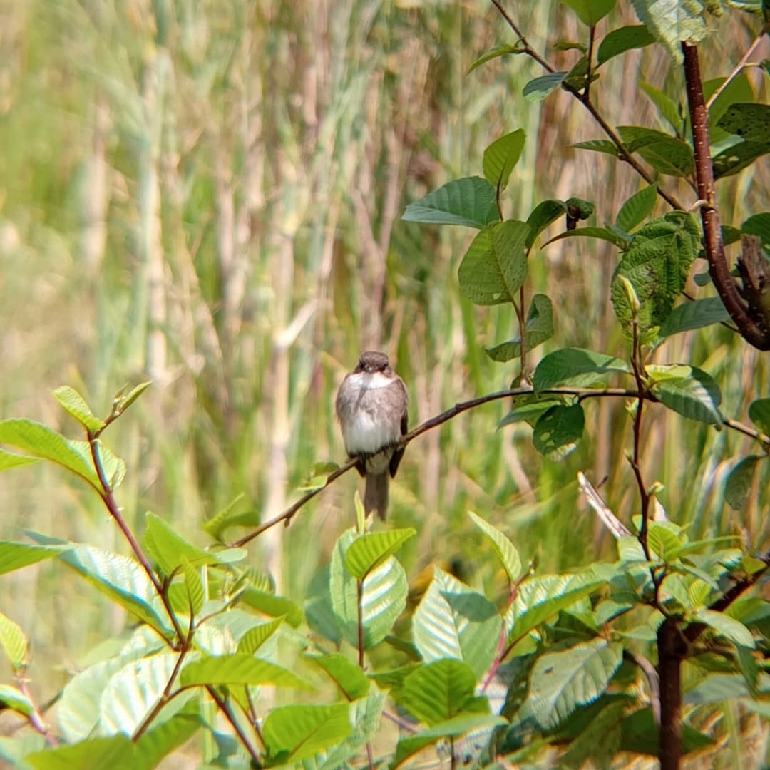 Swamp Flycatcher - ML647072869
