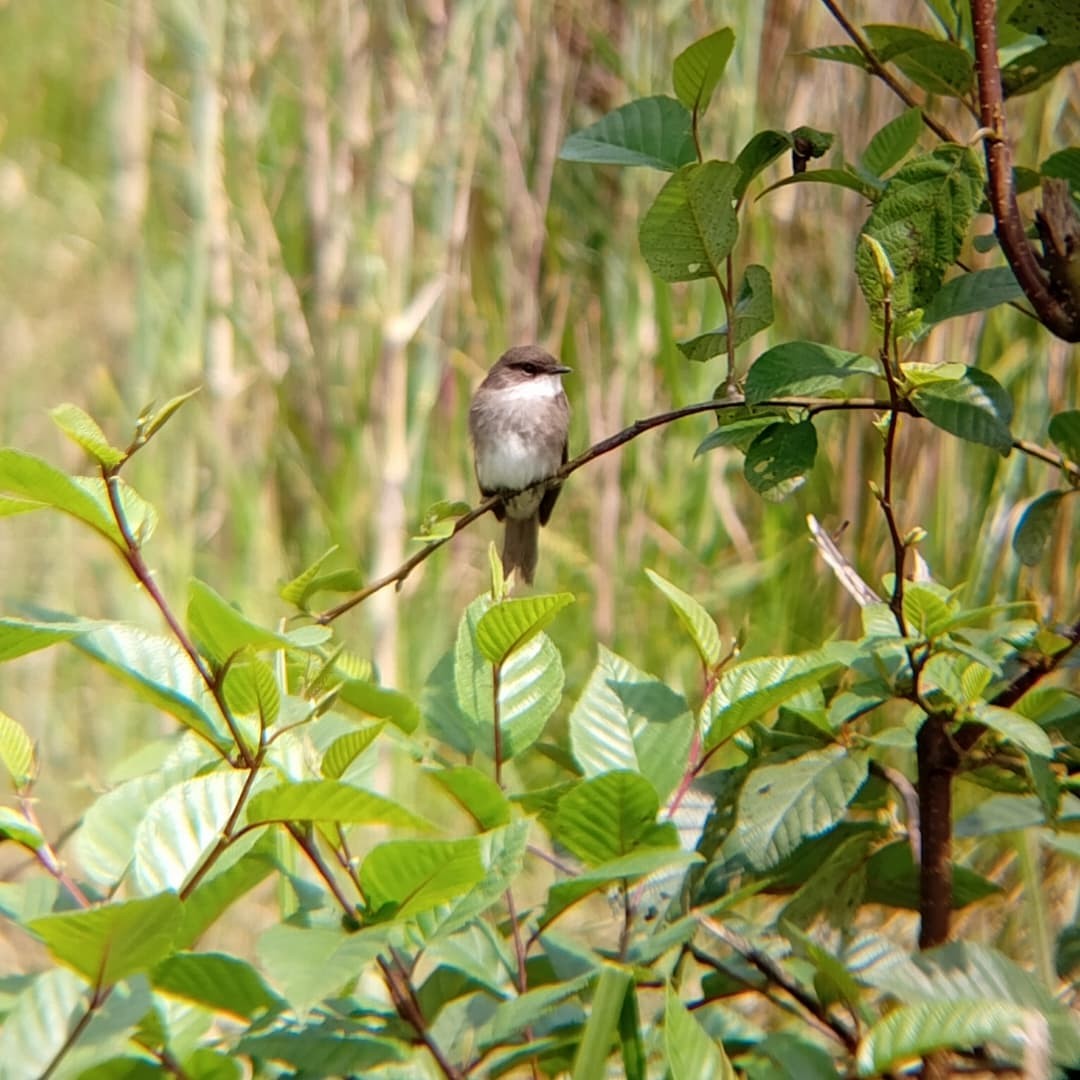 Swamp Flycatcher - ML647072870