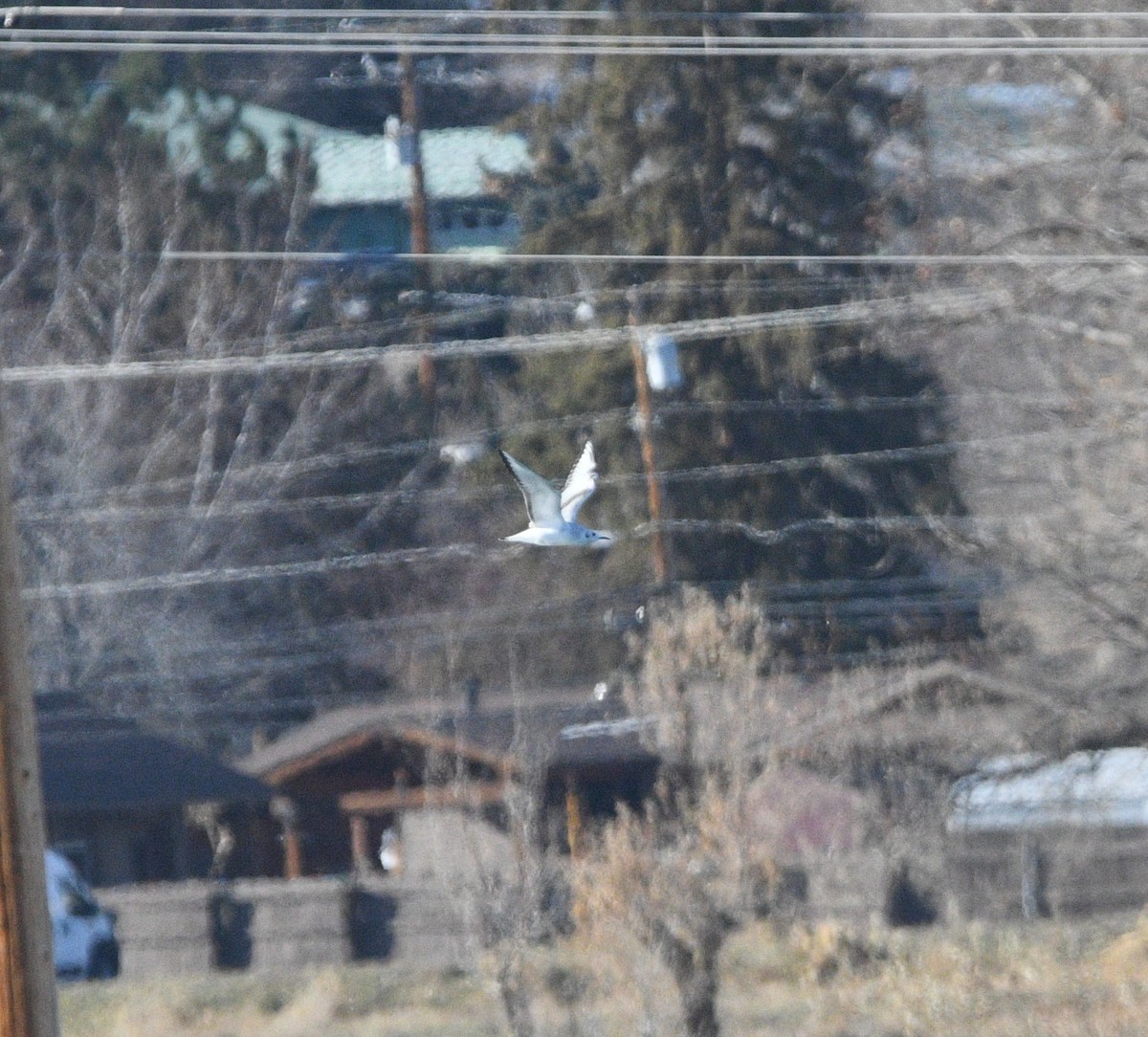 Bonaparte's Gull - ML647072874