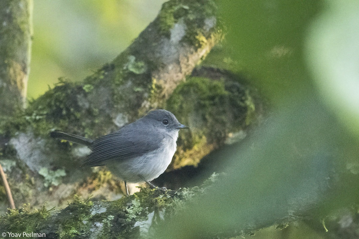 White-eyed Slaty-Flycatcher - ML647072878