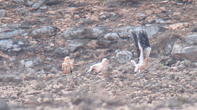 Sai zuria - ML647072880