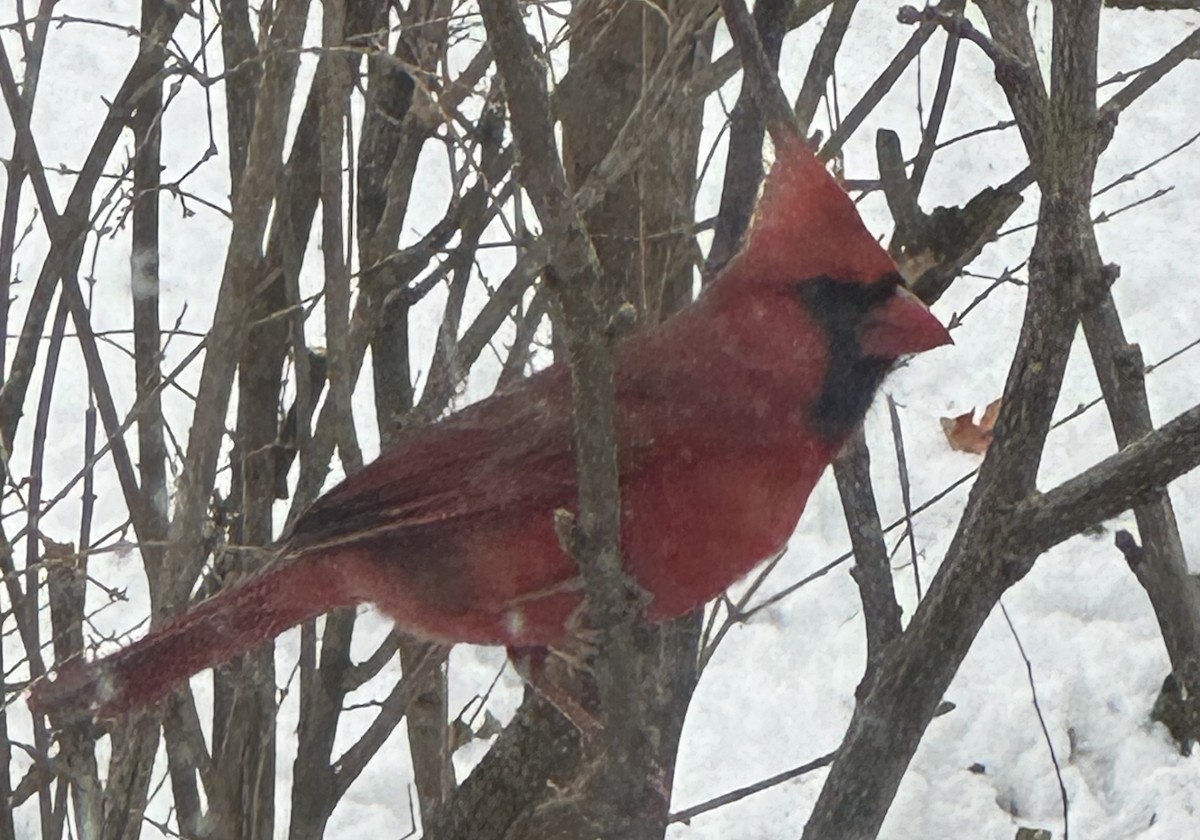 Northern Cardinal - ML647072893