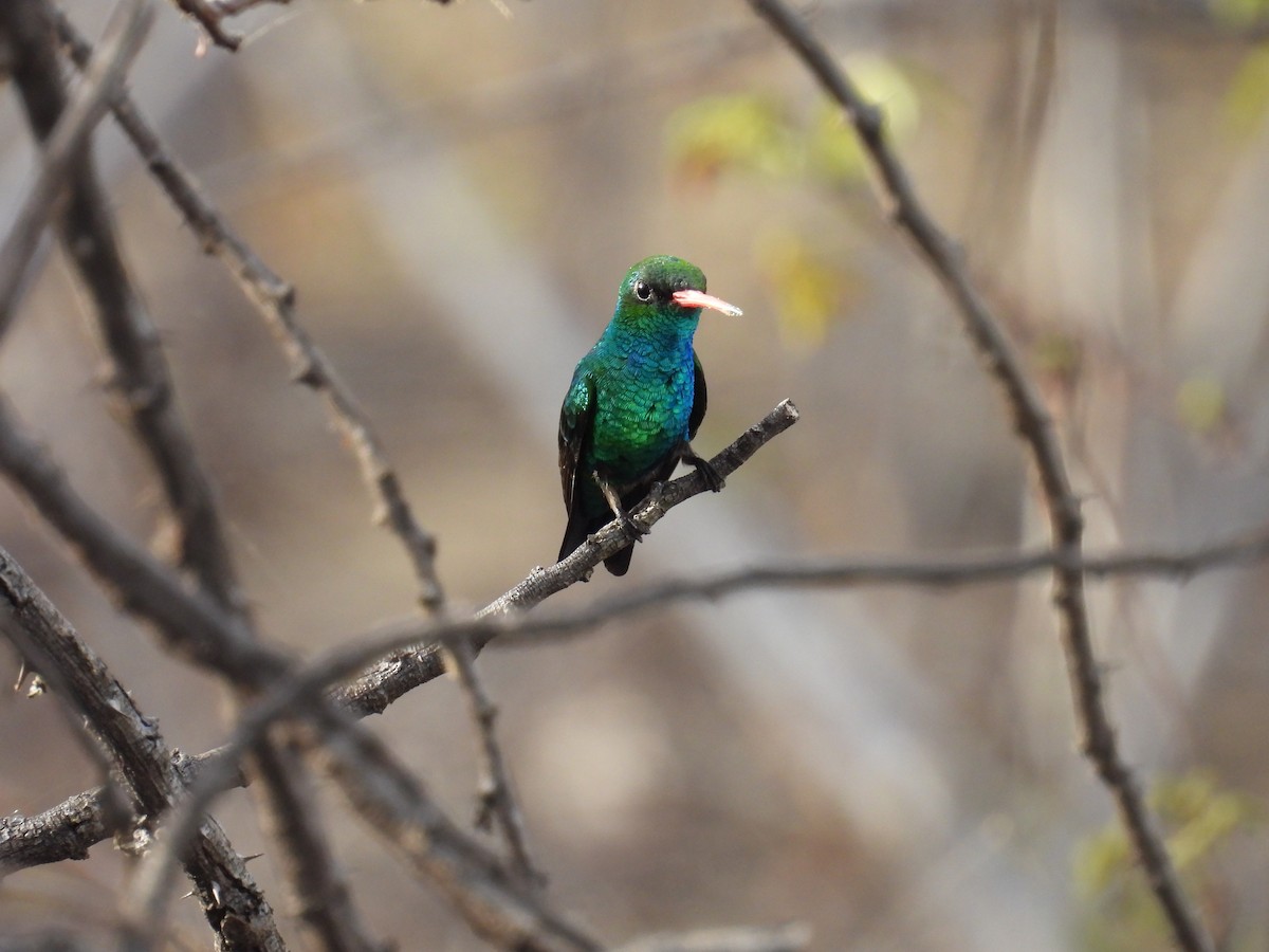 Glittering-bellied Emerald - ML647072895