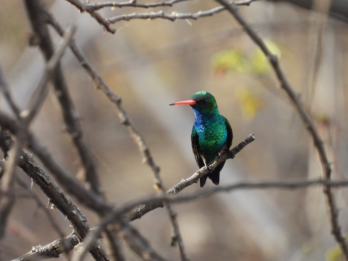 Glittering-bellied Emerald - ML647072896