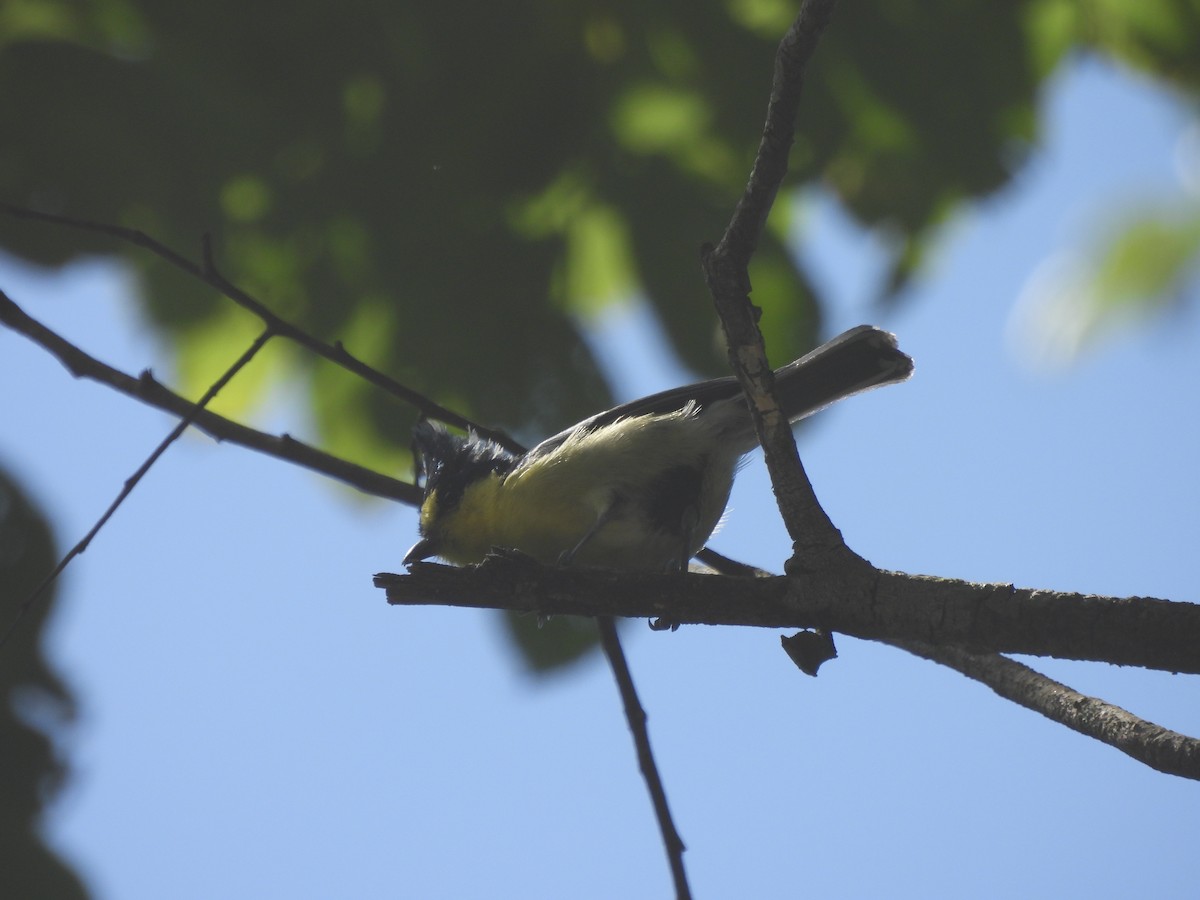 Taiwan Yellow Tit - ML647072897