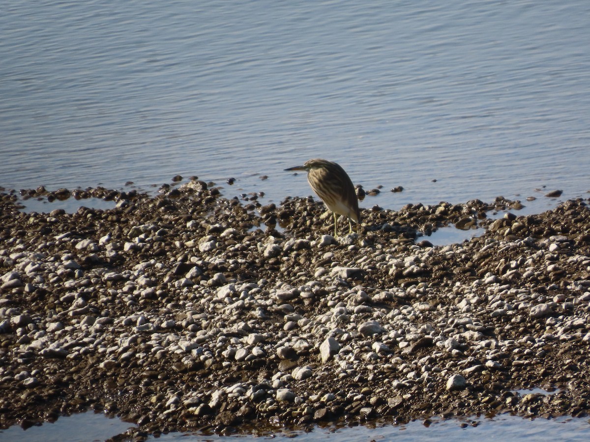Indian Pond-Heron - ML647072900
