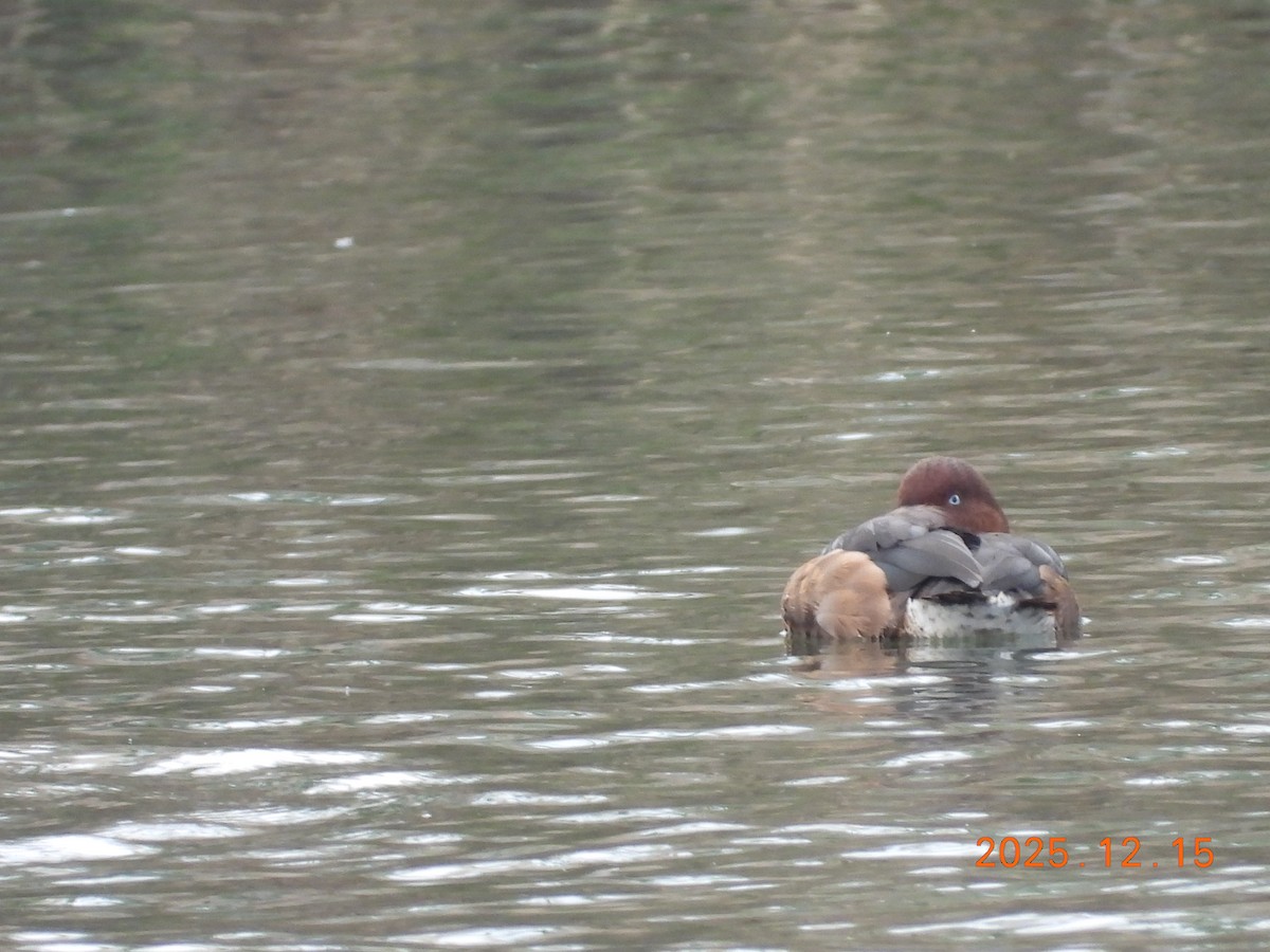 Ferruginous Duck - ML647072906