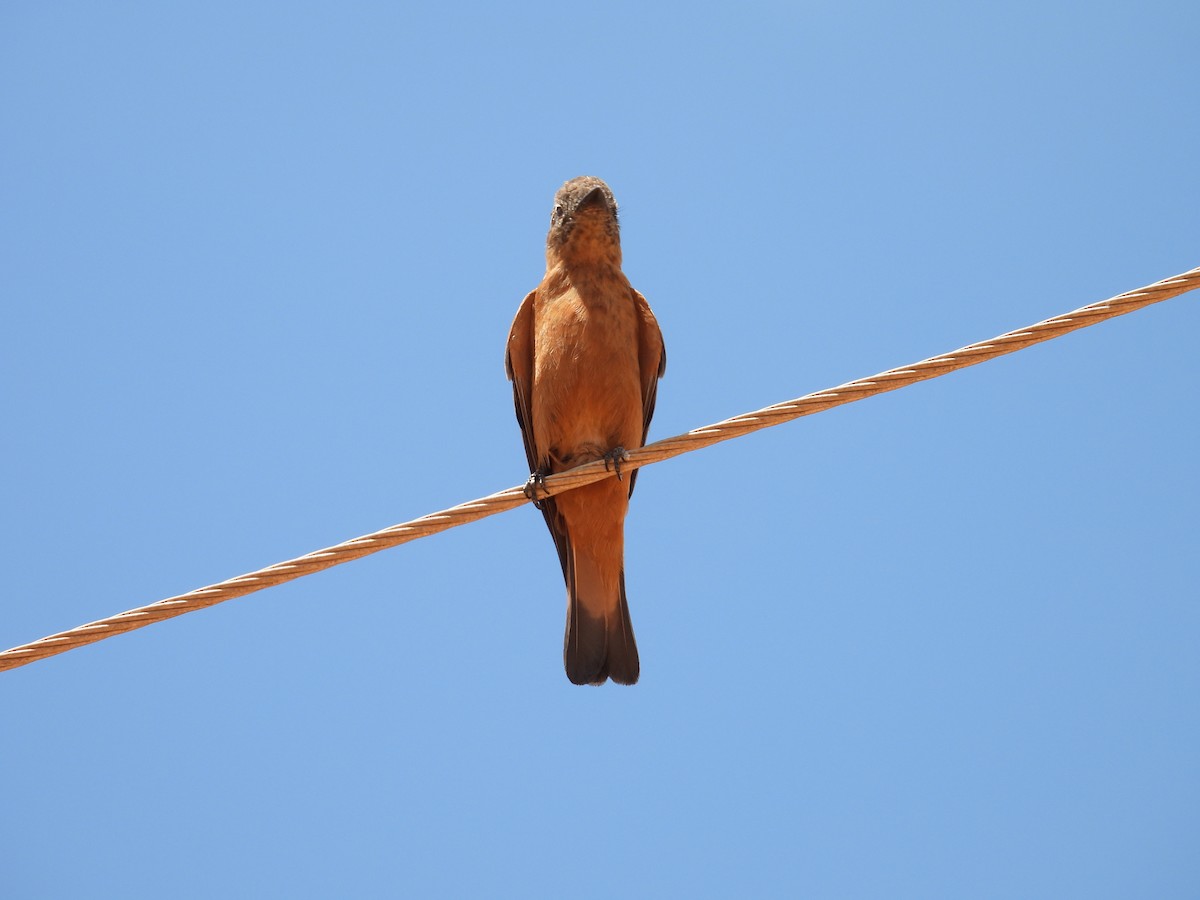 Cliff Flycatcher - ML647072911