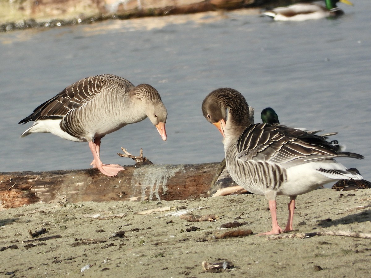 灰雁 - ML647072920