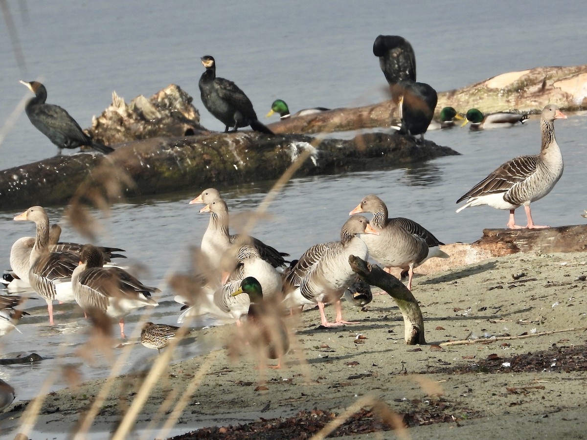 灰雁 - ML647072928