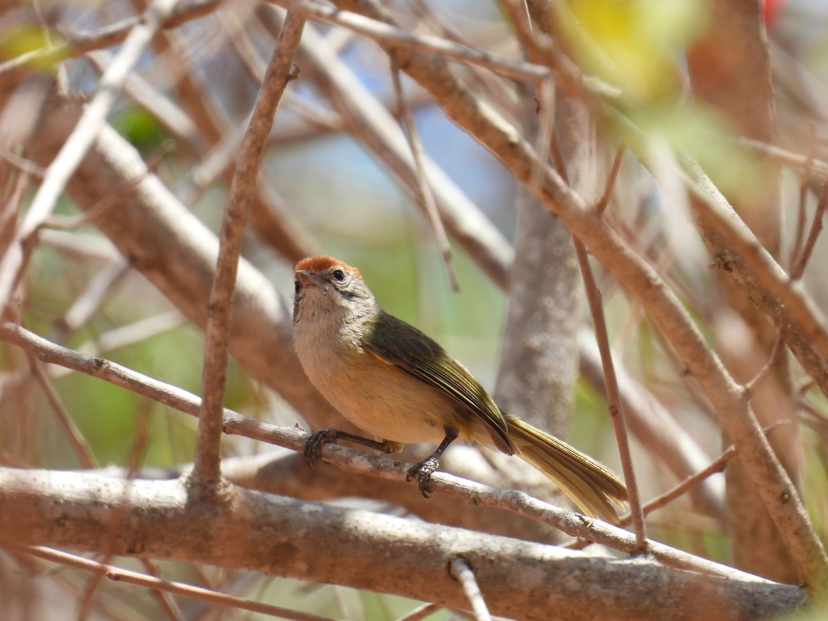 Gray-eyed Greenlet - ML647072931