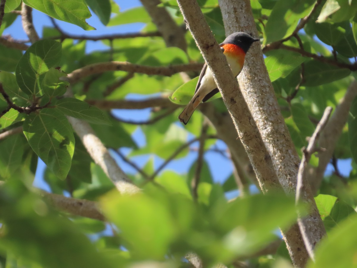 Zwergmennigvogel - ML647072946