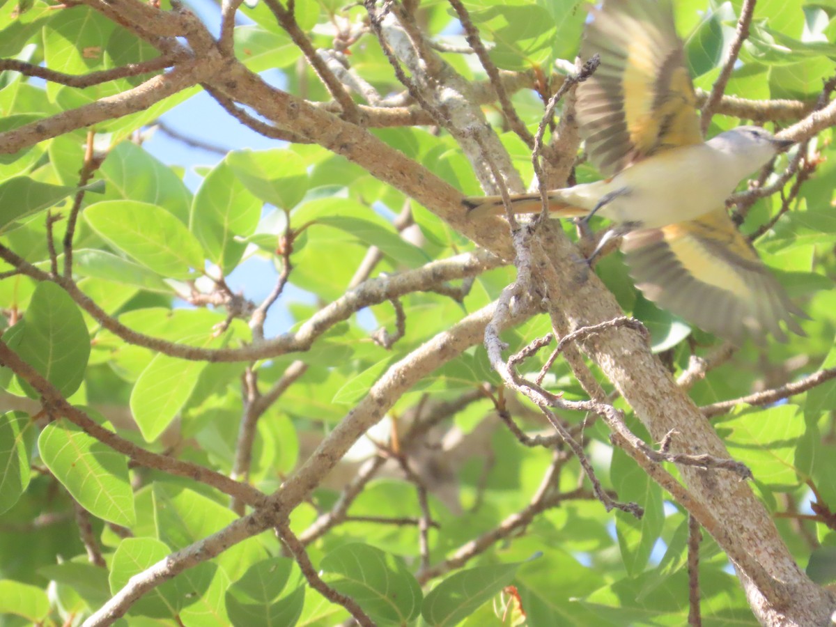 Zwergmennigvogel - ML647072947