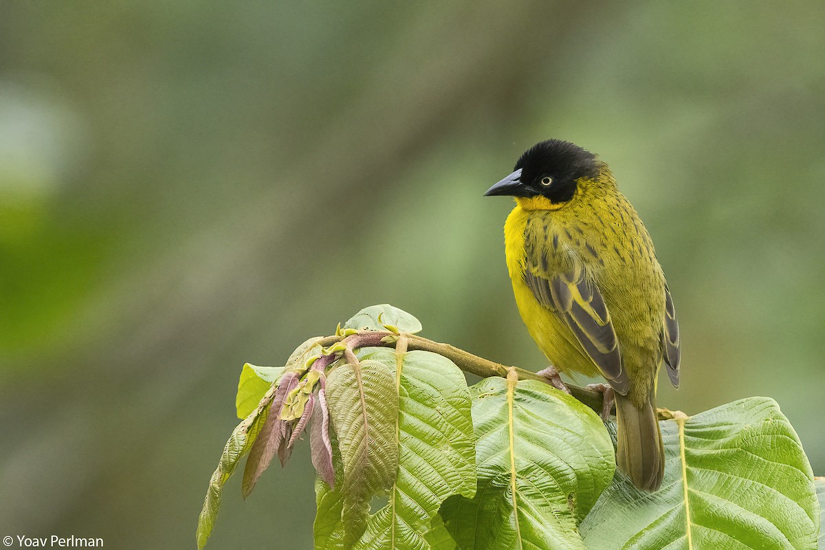 Tejedor Baglafecht - ML647072957