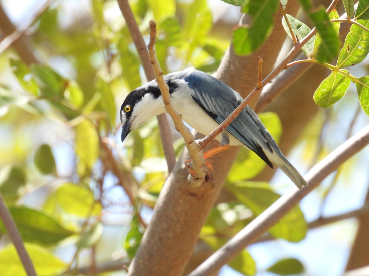 Hooded Tanager - ML647072958