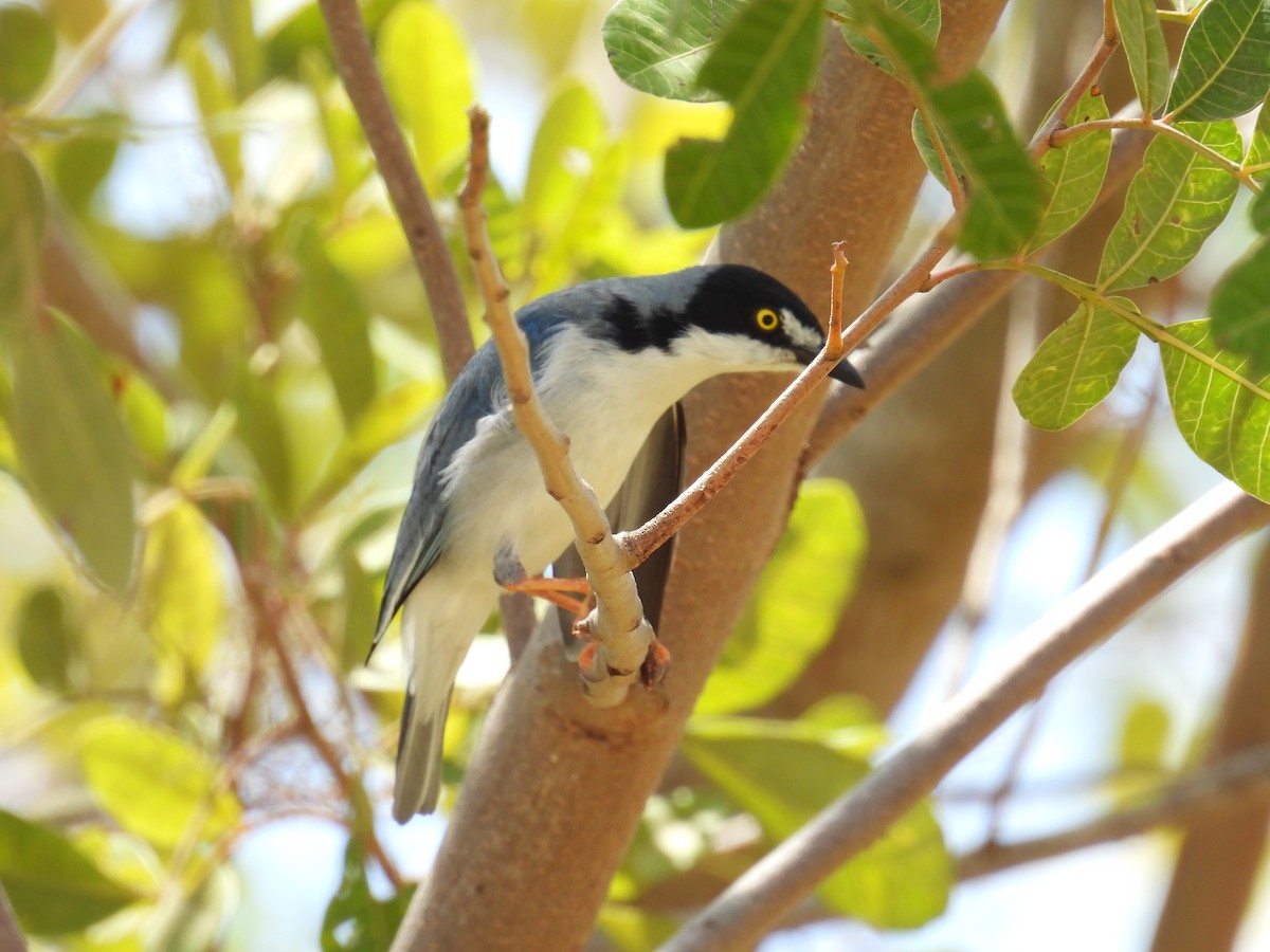 Hooded Tanager - ML647072959