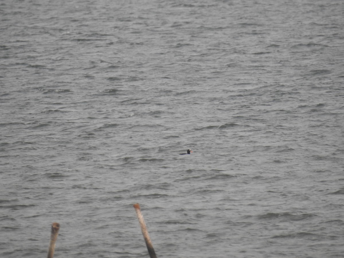 brilleand - ML647072960