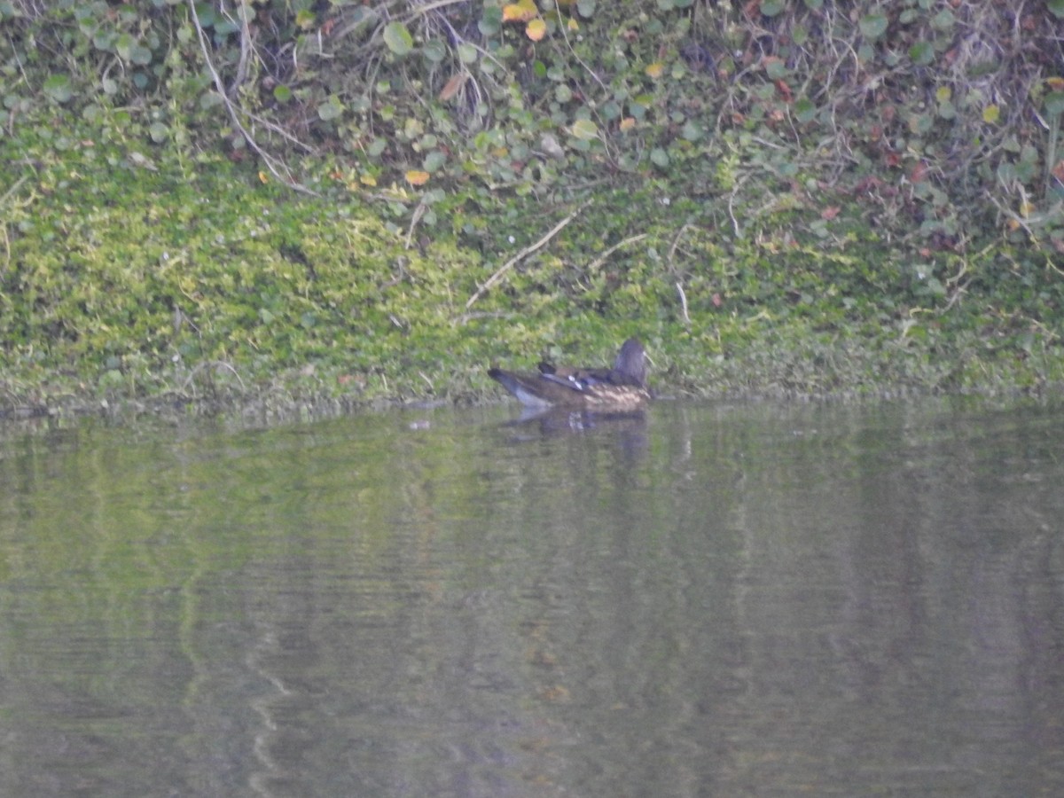 brudeand - ML647072982