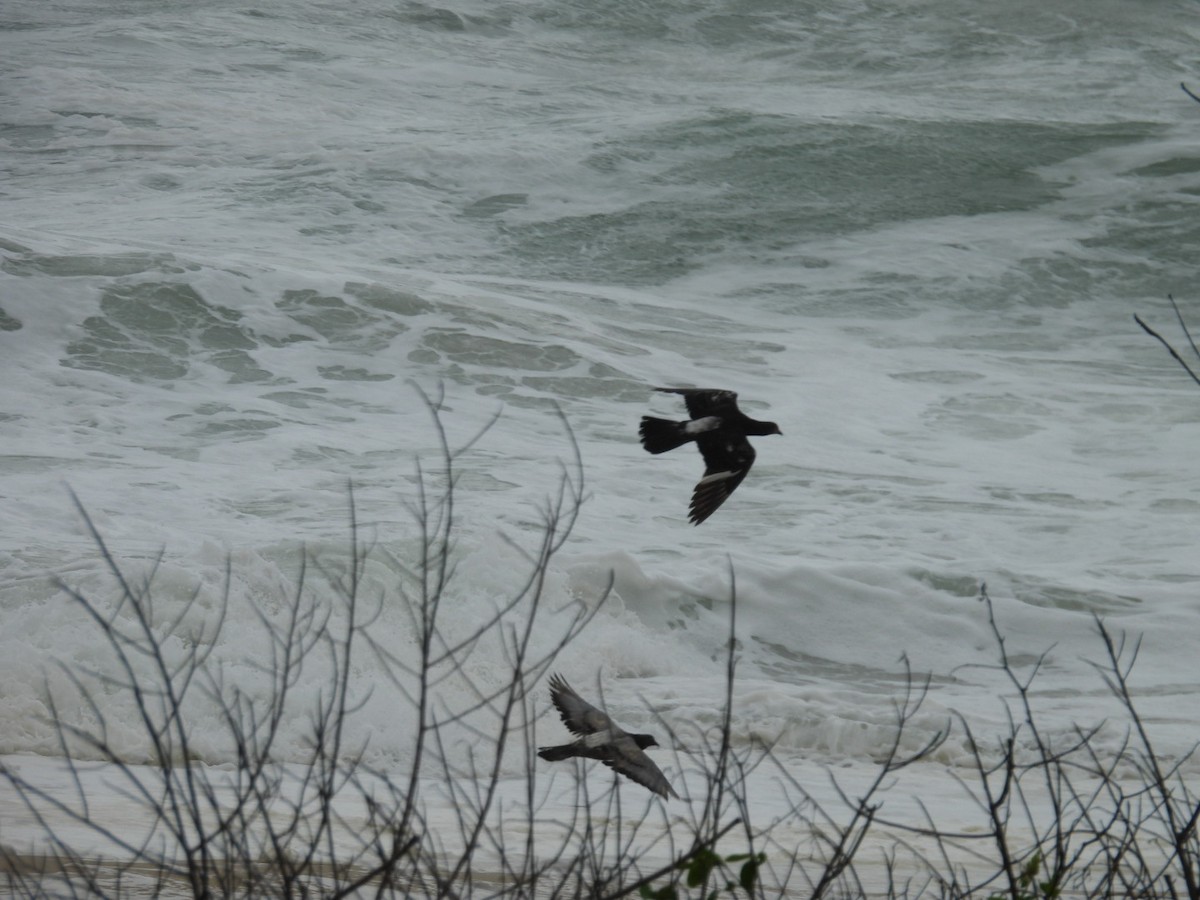 Kaya Güvercini (evcil tip) - ML647072983