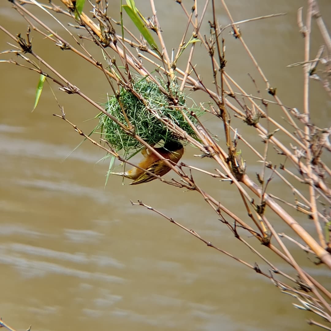 Black-headed Weaver - ML647072987
