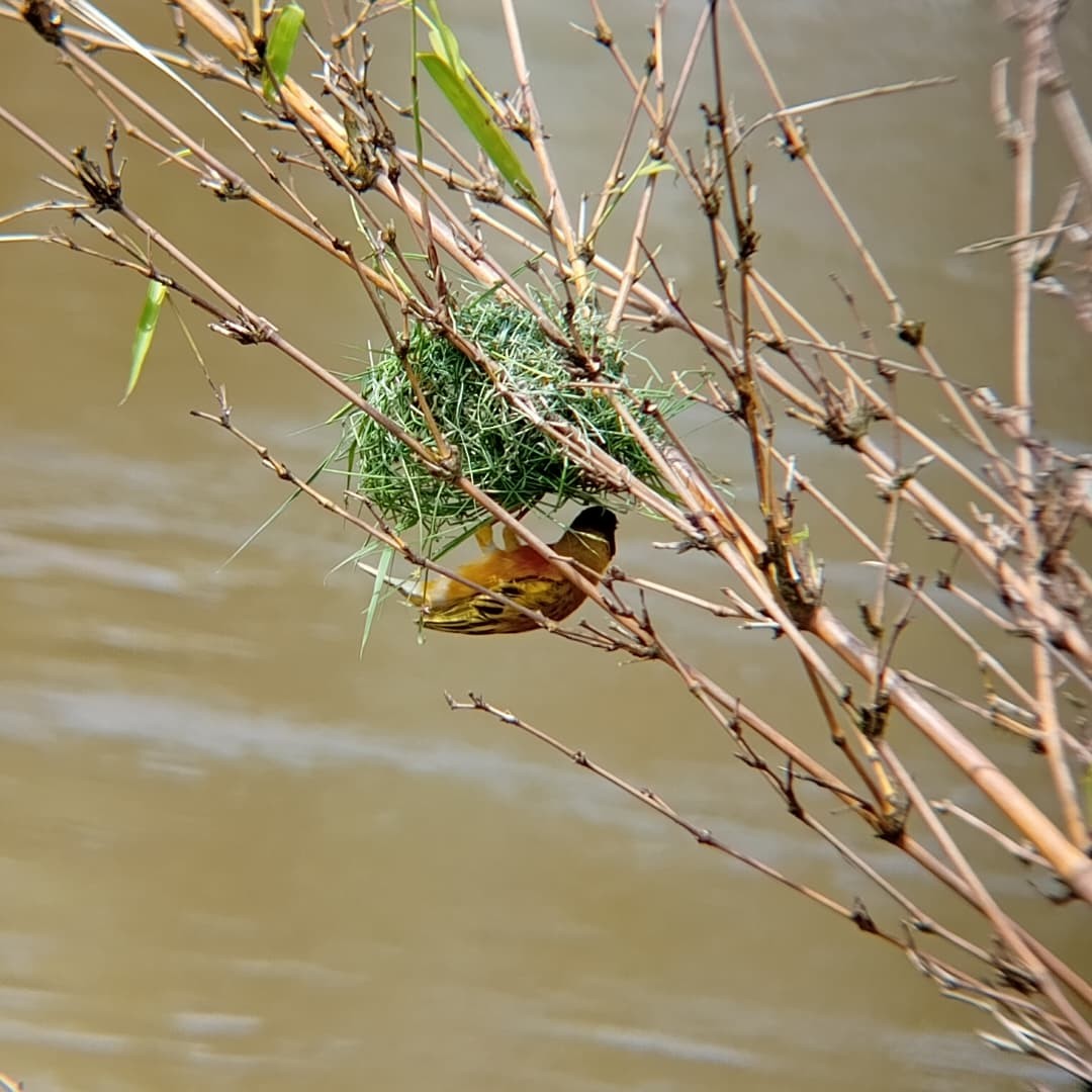 Black-headed Weaver - ML647072988