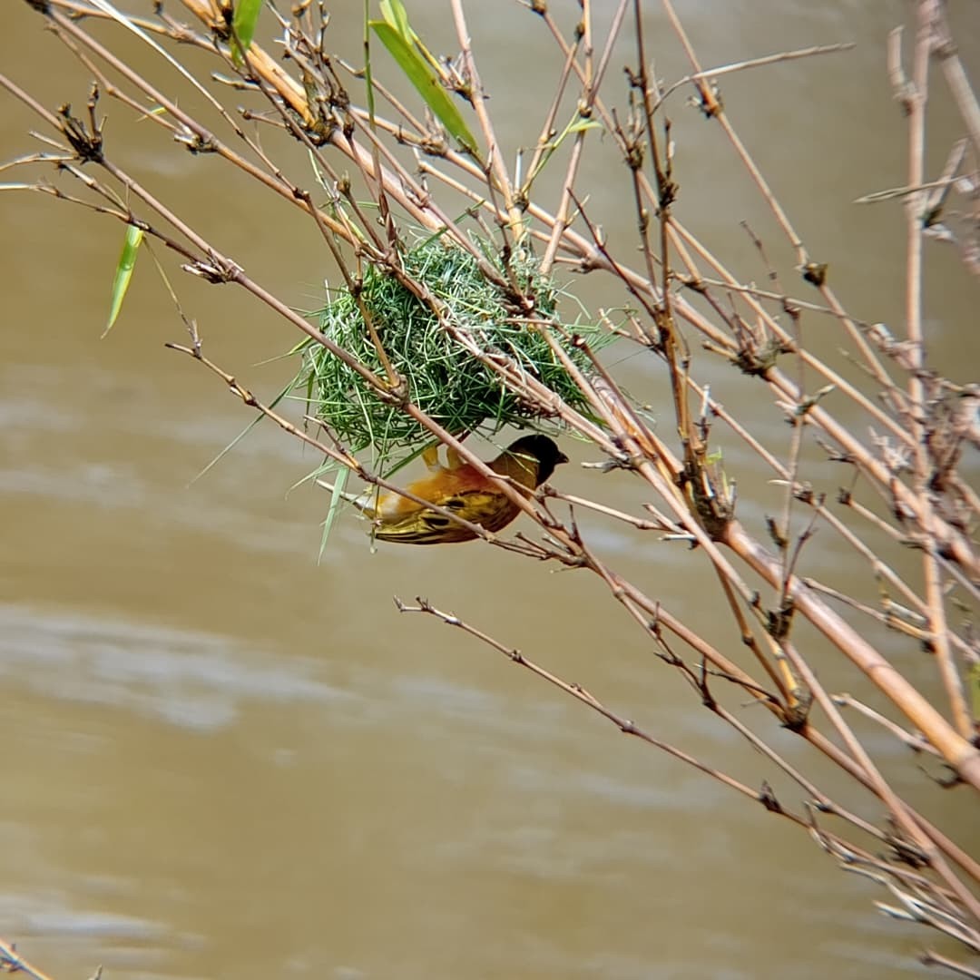 Black-headed Weaver - ML647072989