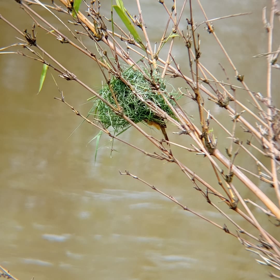 Black-headed Weaver - ML647072990