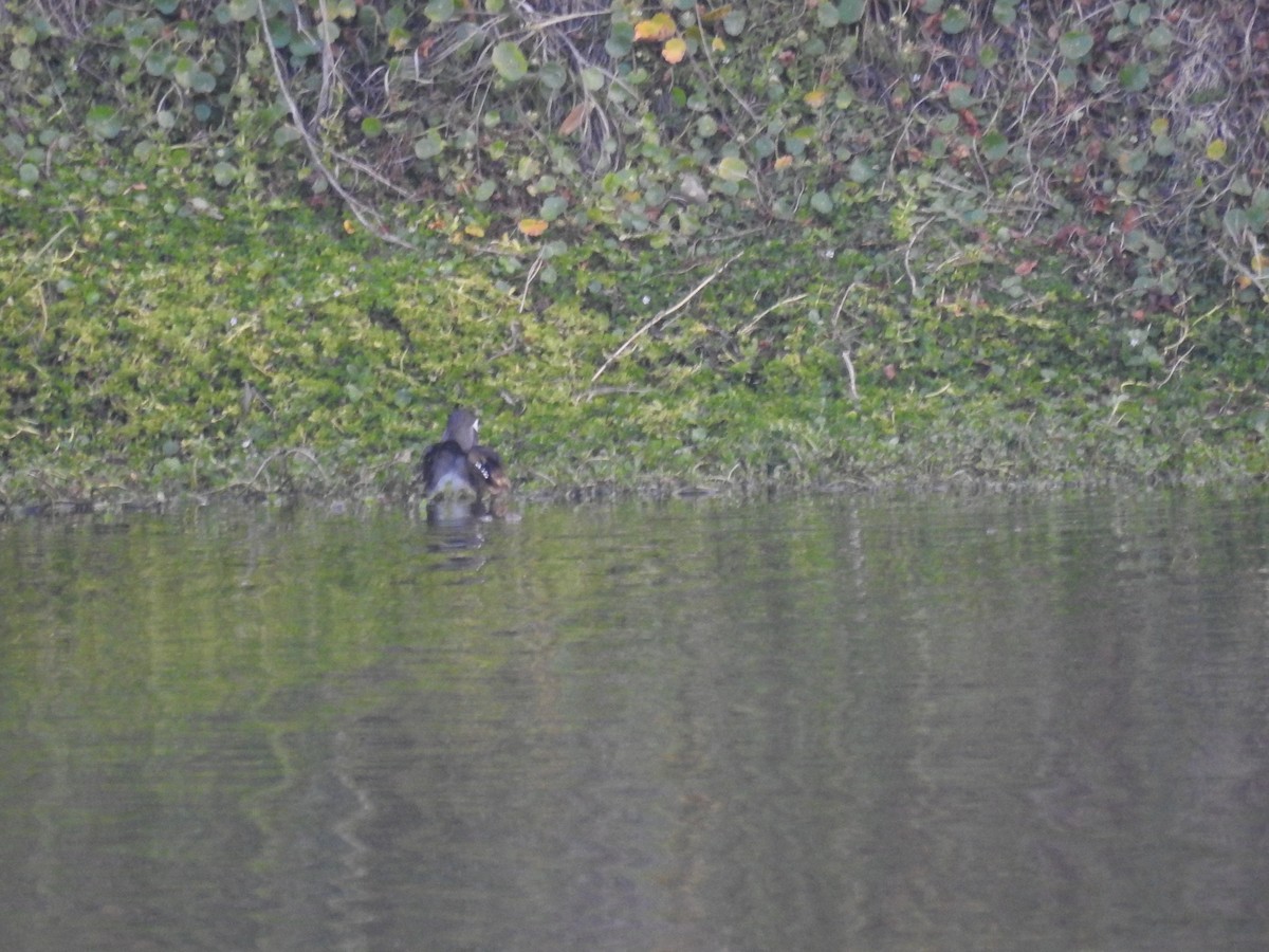 brudeand - ML647072994