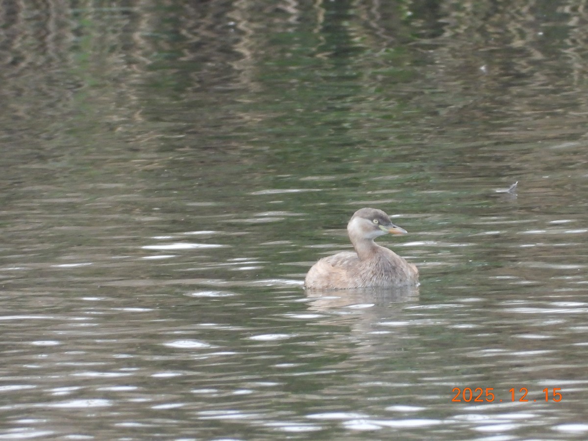 Little Grebe - ML647072998