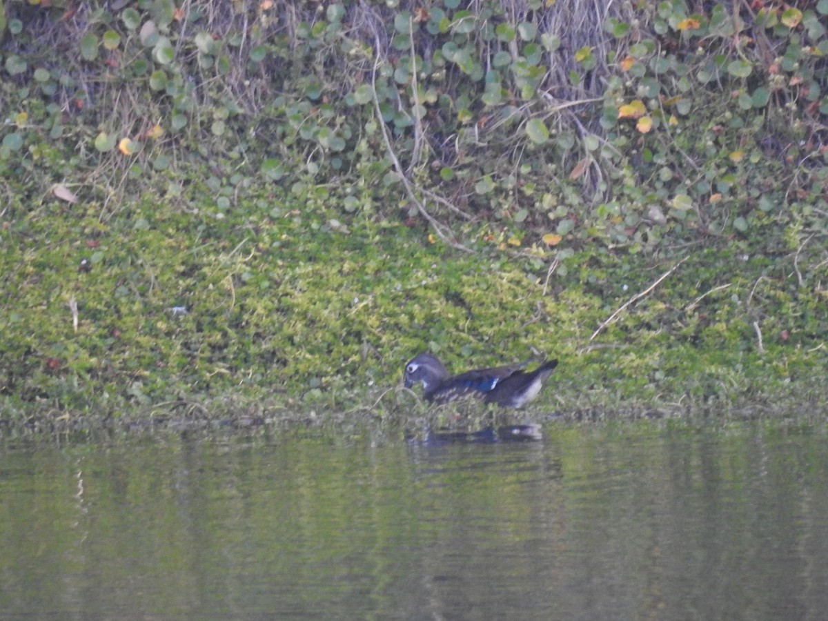 brudeand - ML647073007