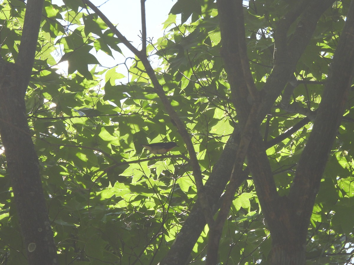 Fire-breasted Flowerpecker - ML647073011