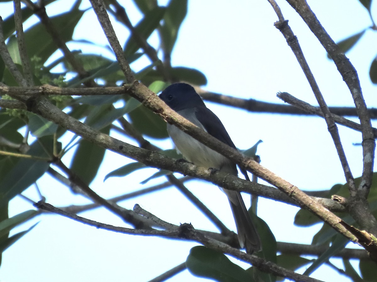 Black-naped Monarch - ML647073013