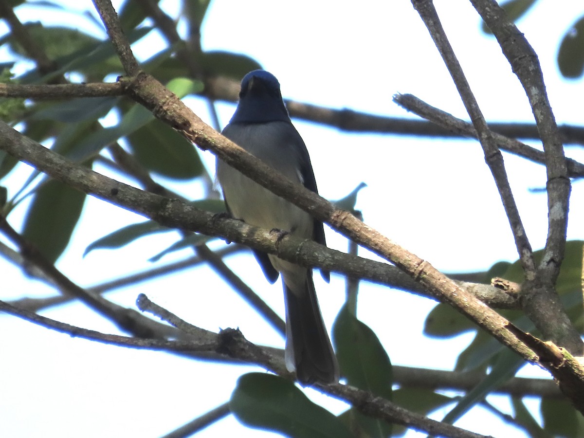 Black-naped Monarch - ML647073014