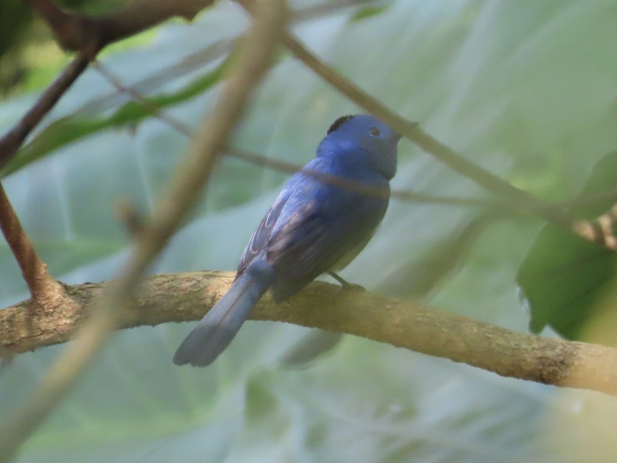 Black-naped Monarch - ML647073015