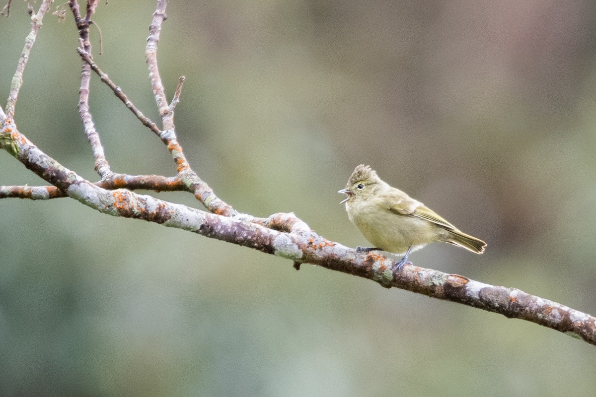 キマユガラ - ML647073017