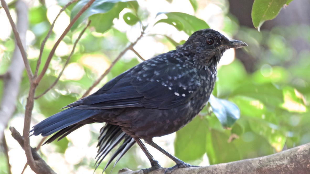 modravec siný - ML647073018