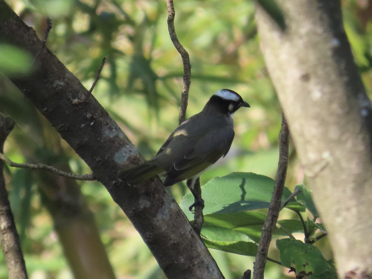 Китайский бюльбюль - ML647073057