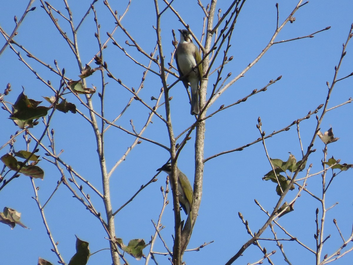 Китайский бюльбюль - ML647073058