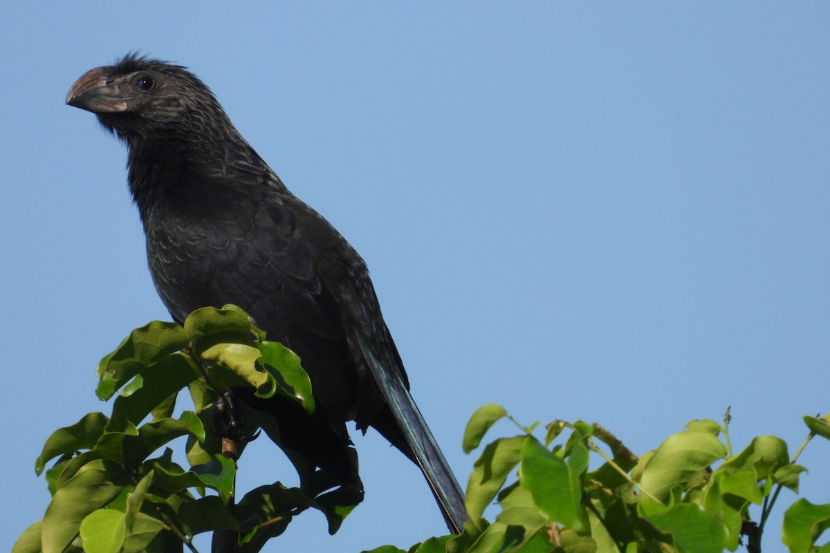 Groove-billed Ani - ML647073062