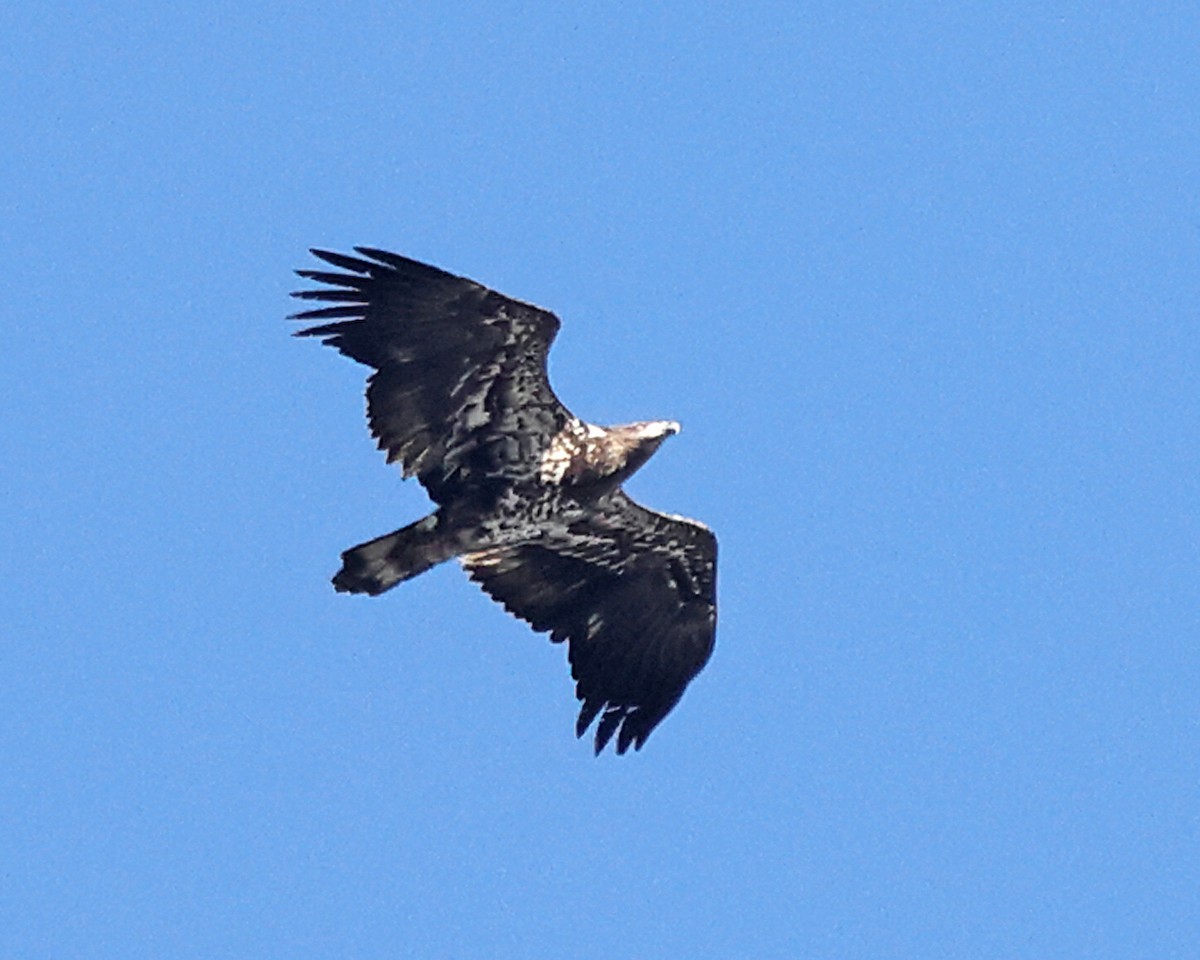 orel bělohlavý - ML647073066