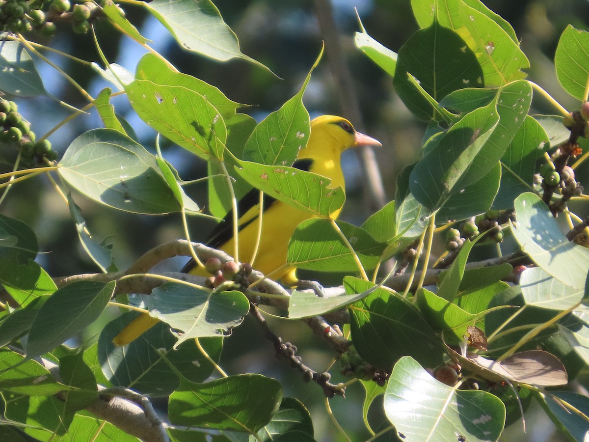 Indian Golden Oriole - ML647073067