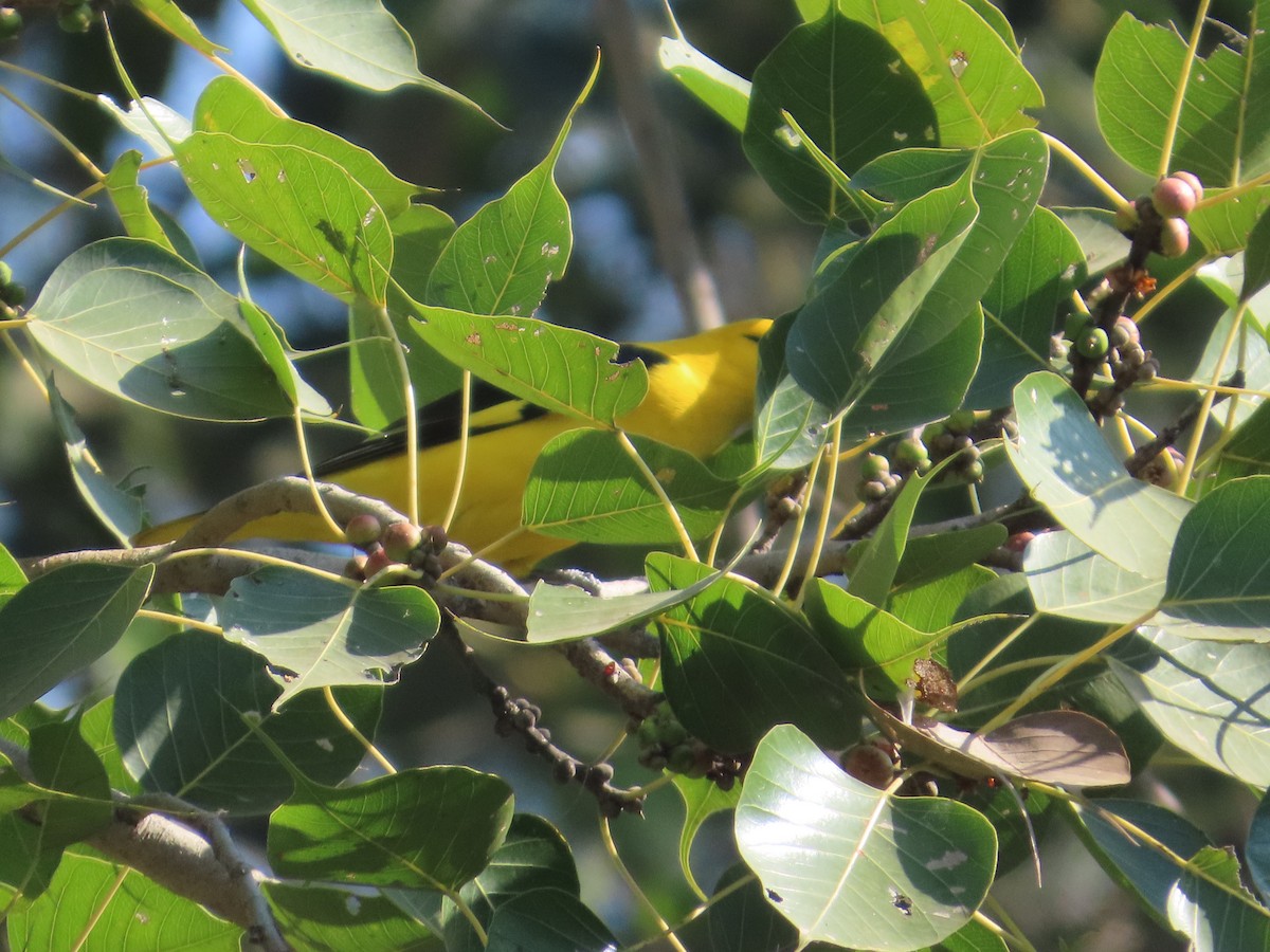 Indian Golden Oriole - ML647073068