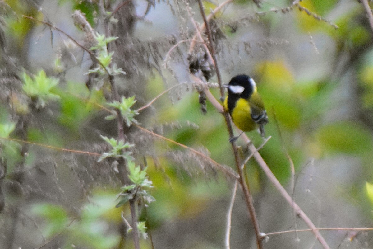 Green-backed Tit - ML647073074