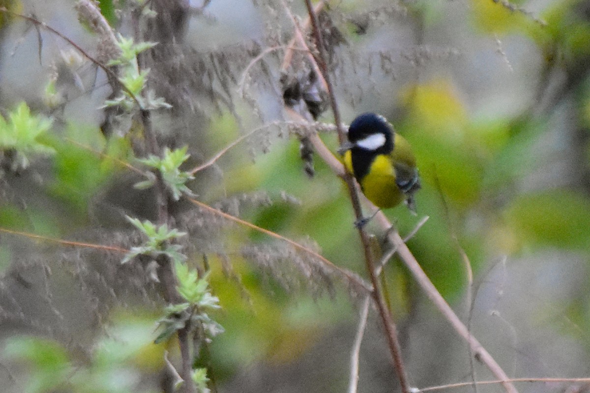 Green-backed Tit - ML647073075