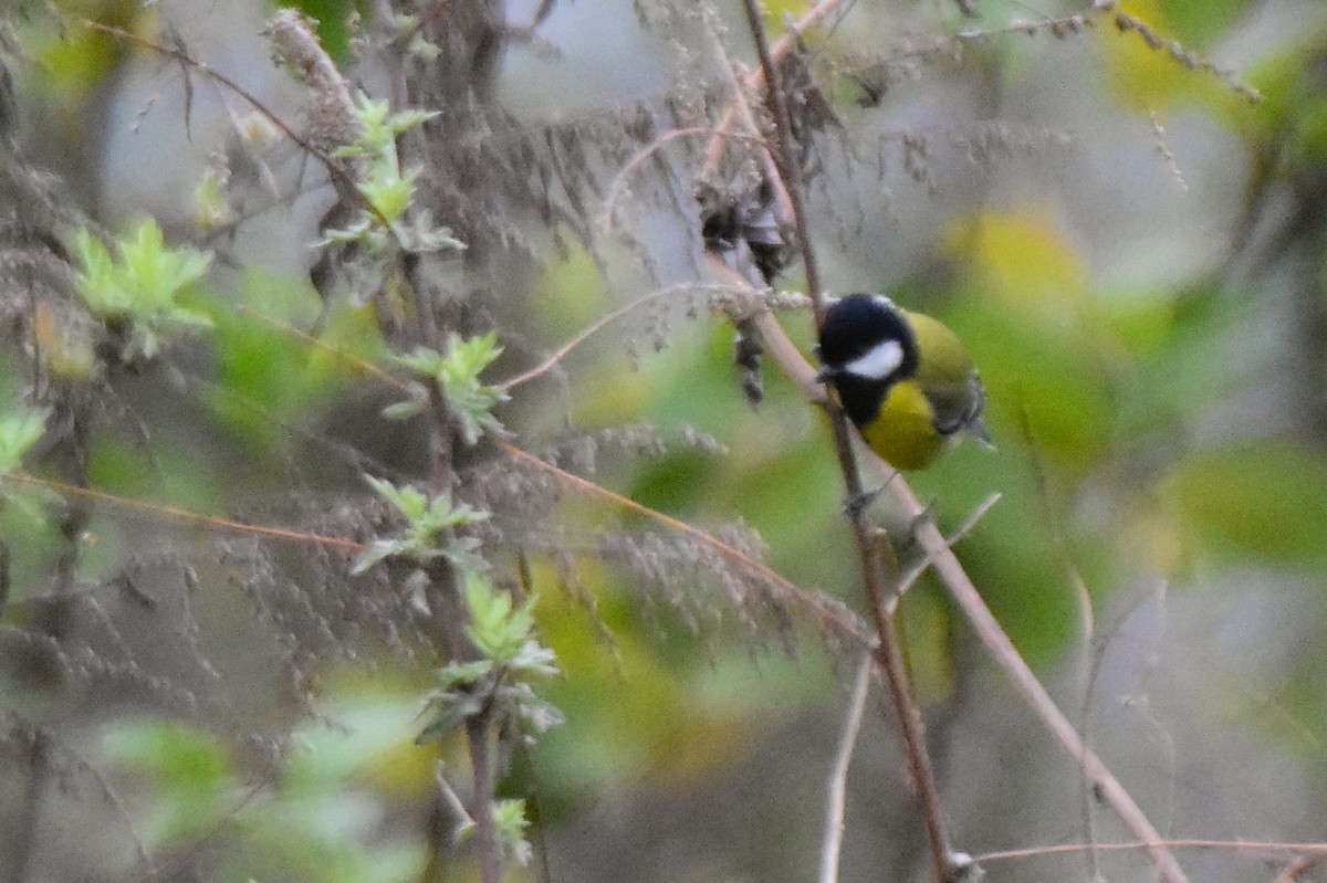 Green-backed Tit - ML647073076