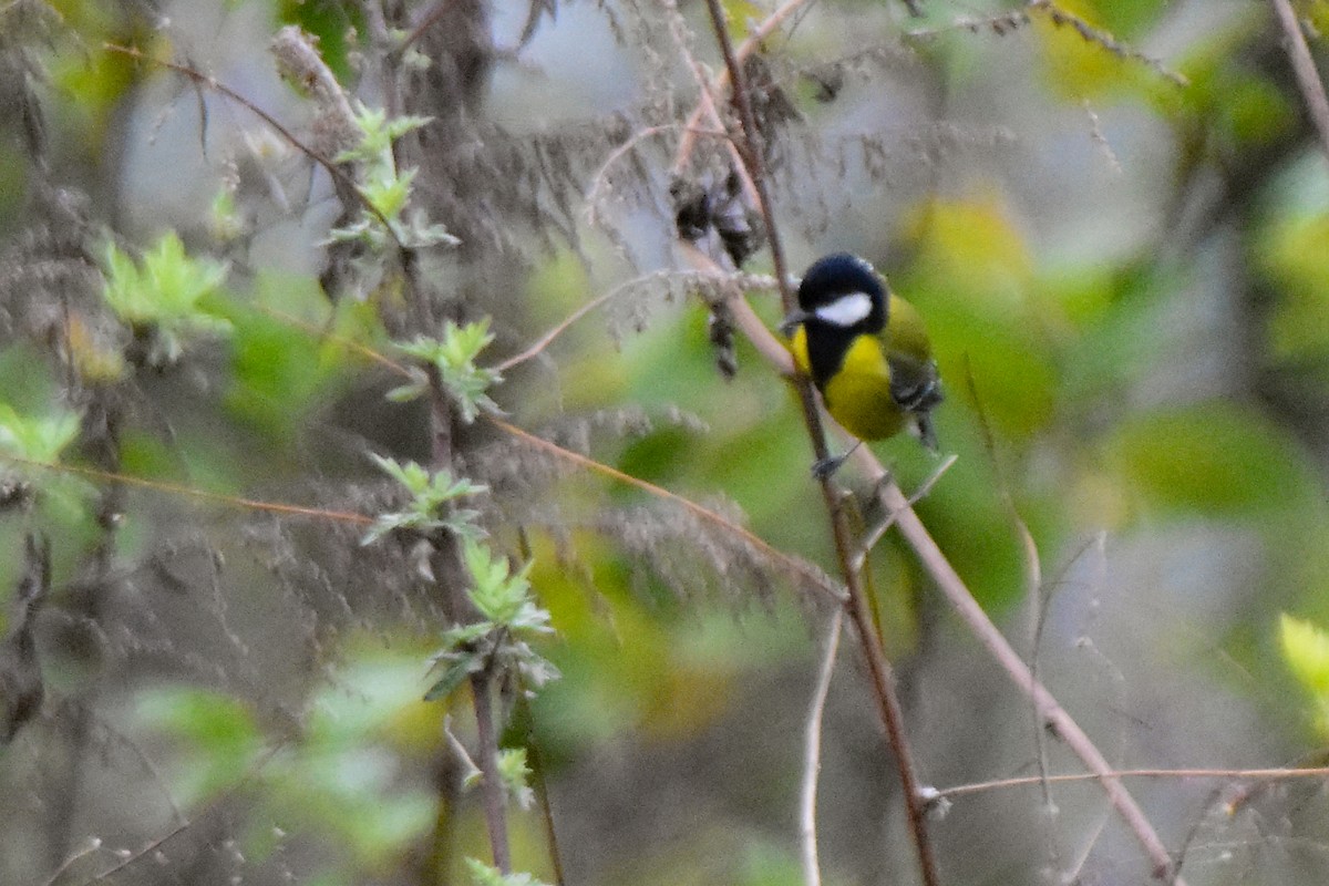 Green-backed Tit - ML647073077