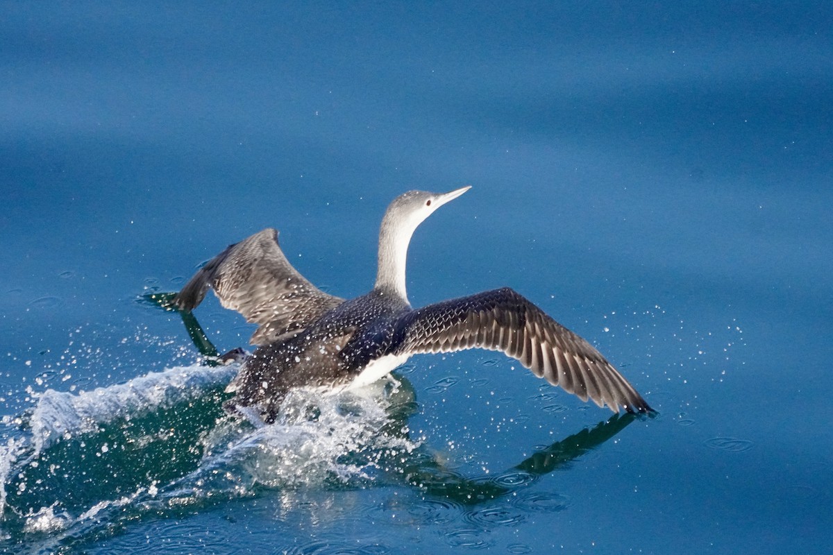 Sterntaucher - ML647073079