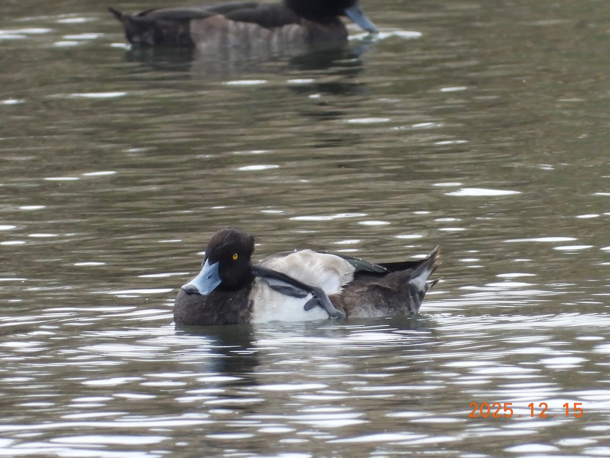 Tufted Duck - ML647073083