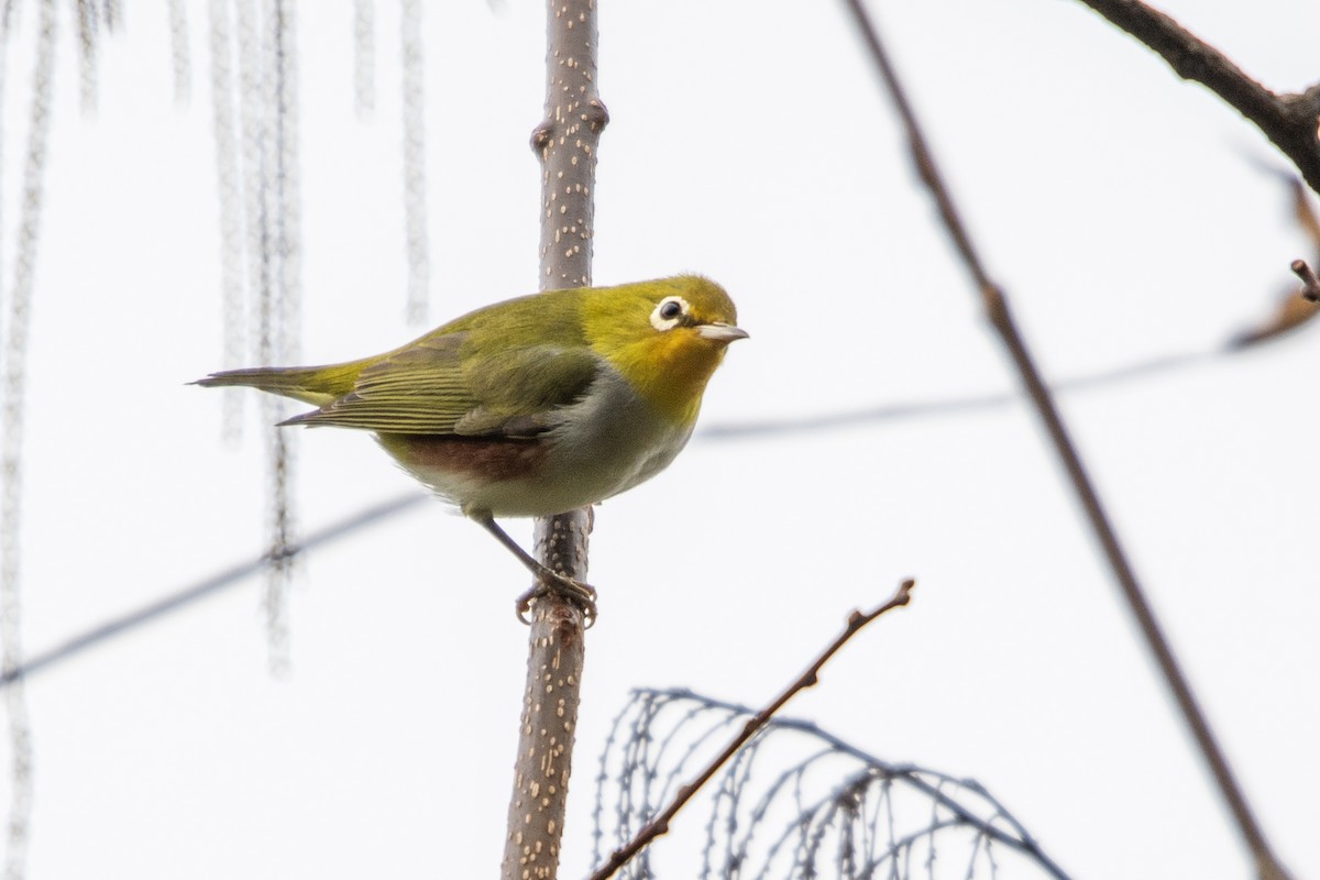 Chestnut-flanked White-eye - ML647073084